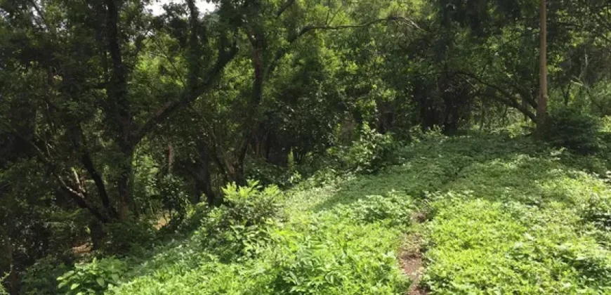 4ha Farm Lot with Mountain View in Tuy Batangas