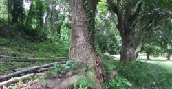 4ha Farm Lot with Mountain View in Tuy Batangas