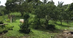 4ha Farm Lot with Mountain View in Tuy Batangas